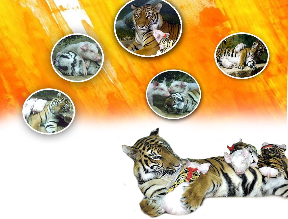 Тигр и поросята