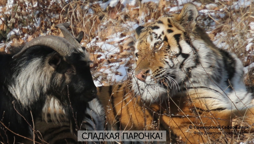 Амур и Тимур  Приморский сафари-парк