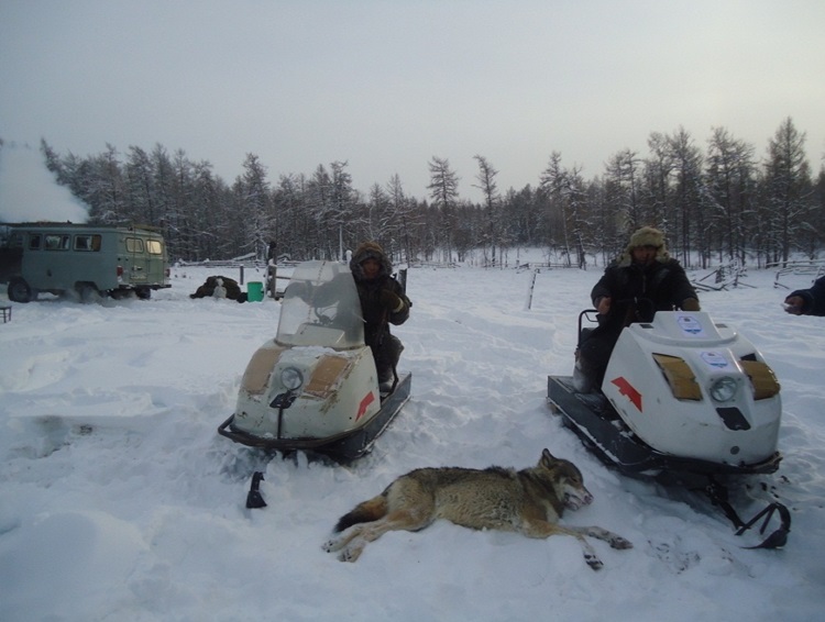 Волков будут отстреливать с вертолетов в Якутии