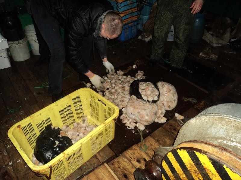 Сахалинские пограничники задержали судно с нелегально выловленным крабом