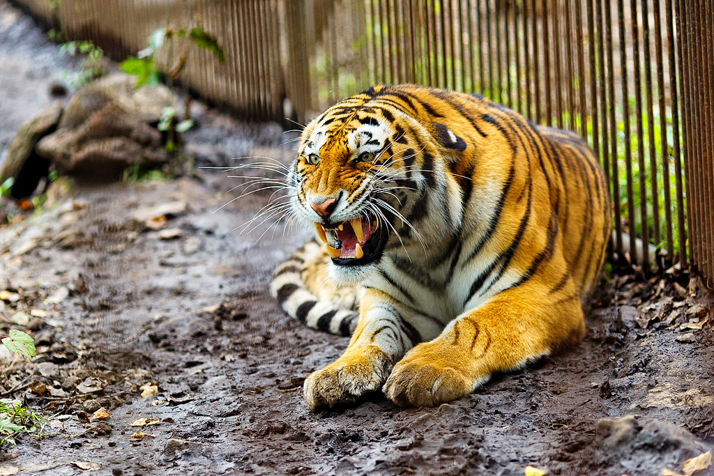 Сафари-парк