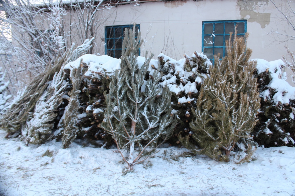 Новогодняя сосна обойдется якутянам на сумму от 400 до 900 рублей