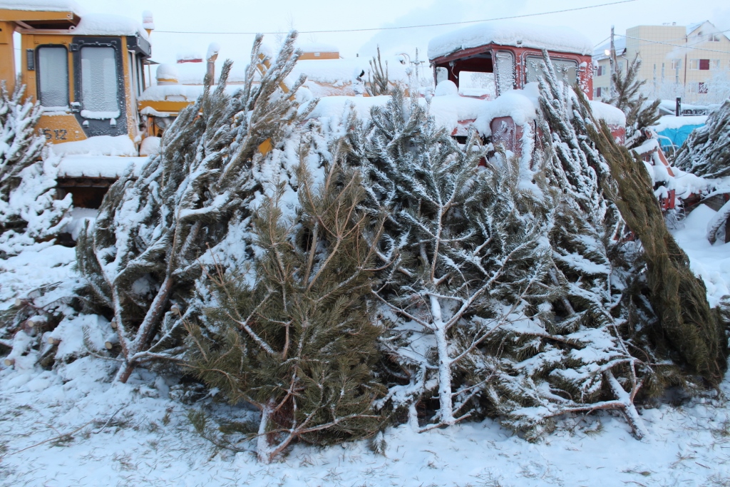 Новогодняя сосна обойдется якутянам на сумму от 400 до 900 рублей