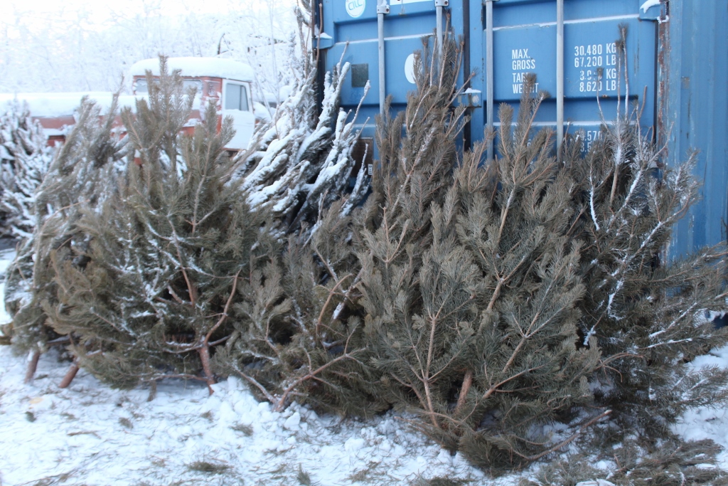 Новогодняя сосна обойдется якутянам на сумму от 400 до 900 рублей