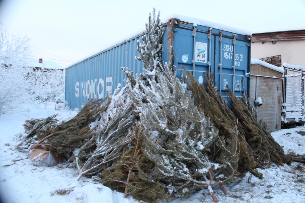 Новогодняя сосна обойдется якутянам на сумму от 400 до 900 рублей