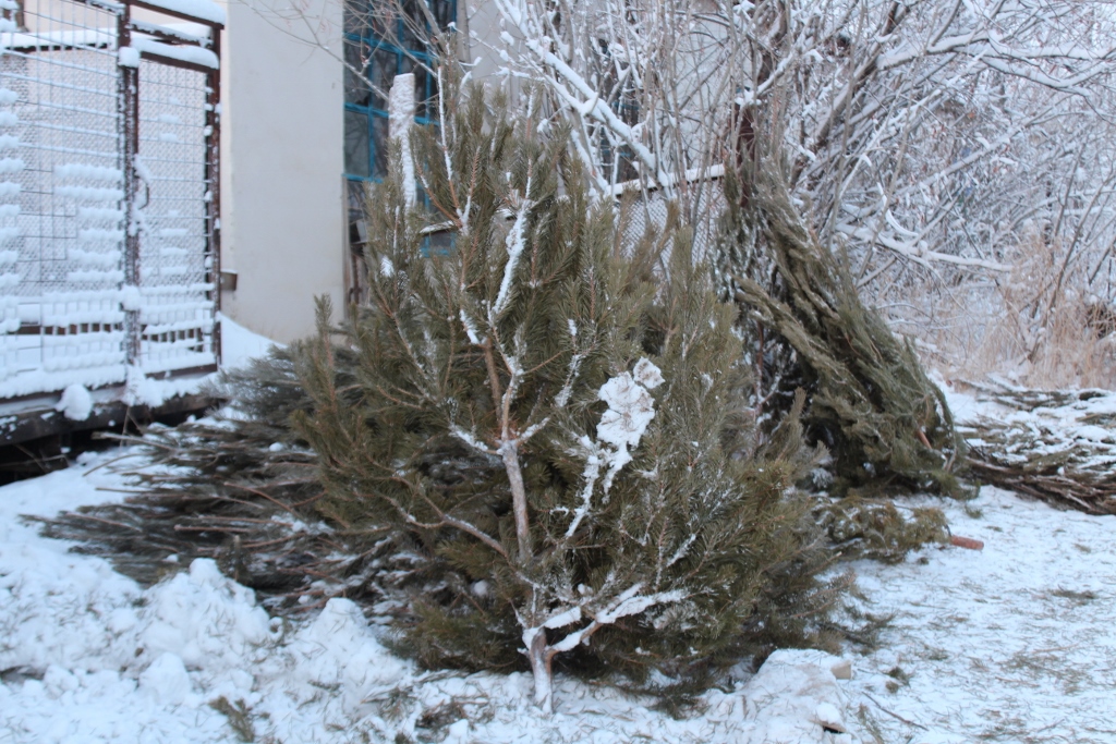 Новогодняя сосна обойдется якутянам на сумму от 400 до 900 рублей