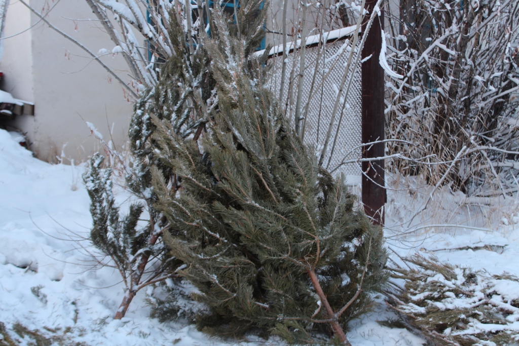 Новогодняя сосна обойдется якутянам на сумму от 400 до 900 рублей