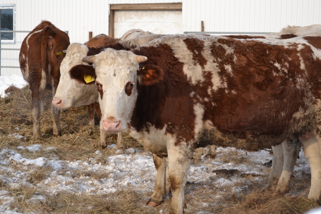 Племенной скот молочной породы