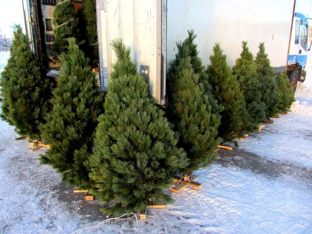 Купить новогодние елки магаданцы смогут, начиная с 20 декабря