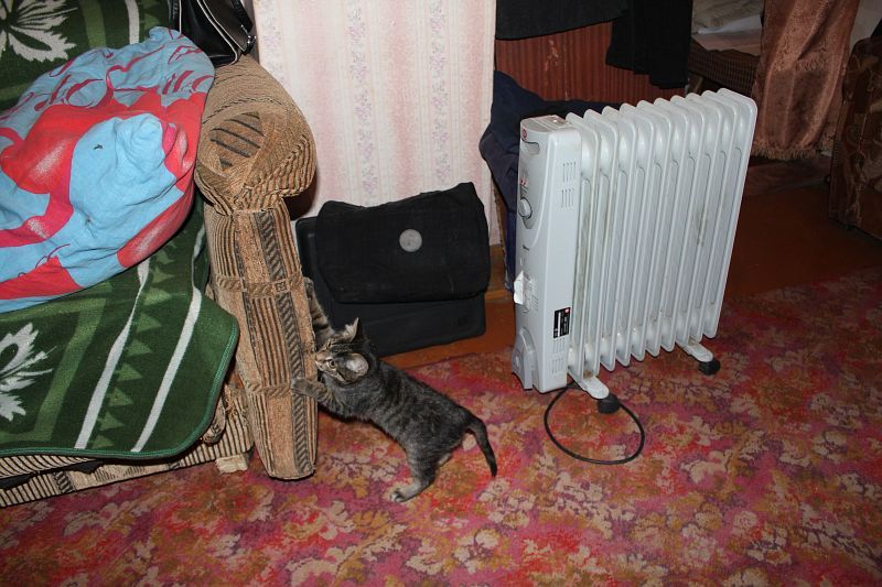 Барсику тоже холодно