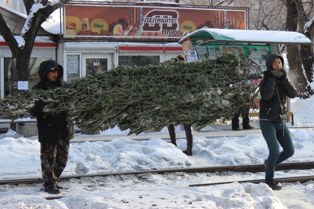 Елочные базары начали работу в Хабаровске