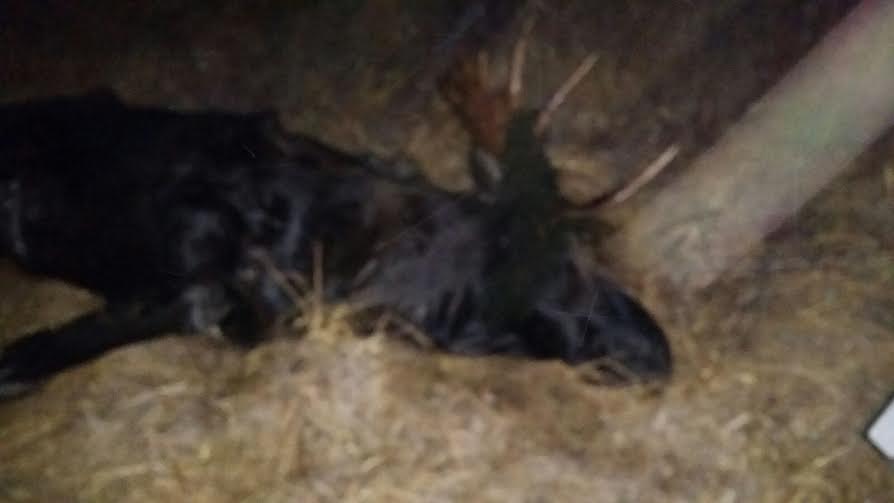 Полиция ищет браконьеров, которые добыли лосей и 200 зайцев в Якутии