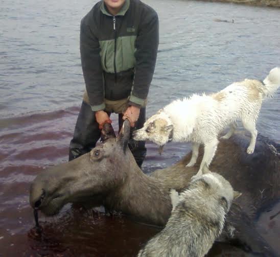 Полиция ищет браконьеров, которые добыли лосей и 200 зайцев в Якутии