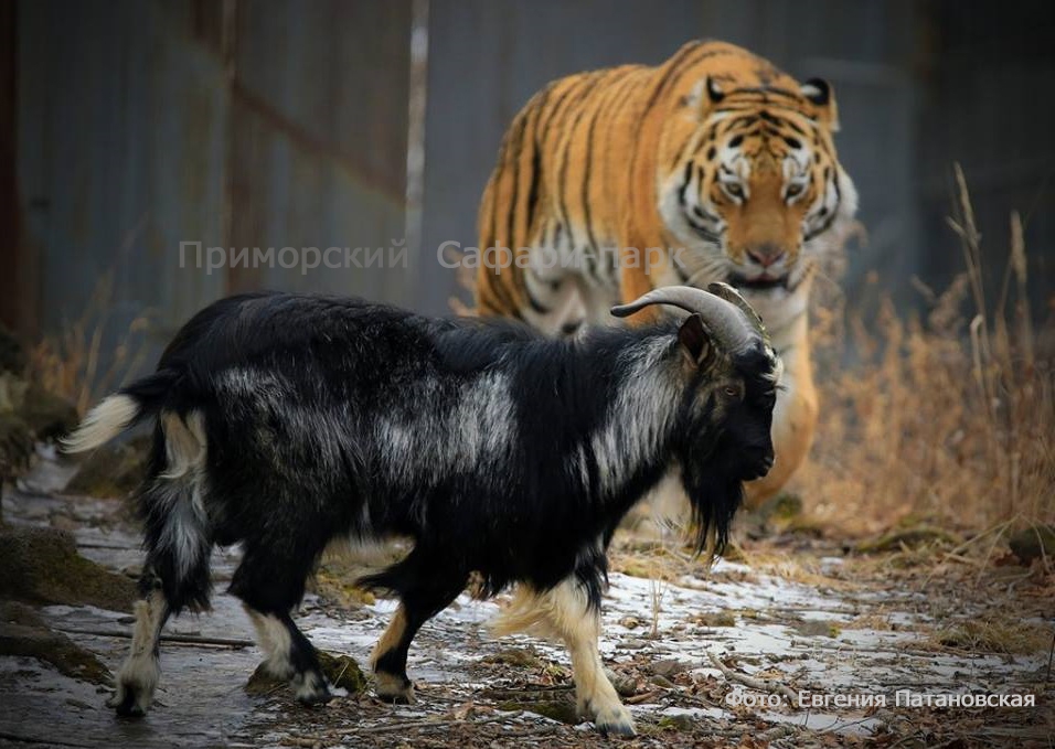 Козел и тигр Приморский сафари-парк