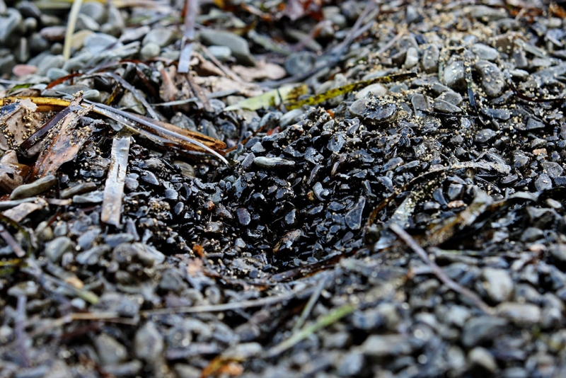 Нефтяные отходы могут попасть в Байкал