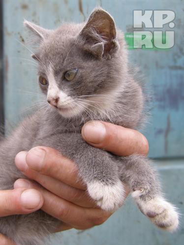 Четырехухий котенок, родившийся во Владивостоке, вызвал ажиотаж у  ветеринаров - PrimaMedia.ru