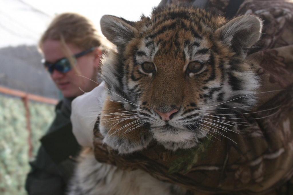 4-месячную тигрицу выпустили в просторный вольер Центр реабилитации и реинтродукции тигров и других редких видов животных