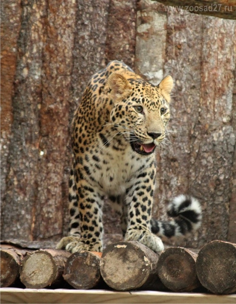 Приамурский зоосад