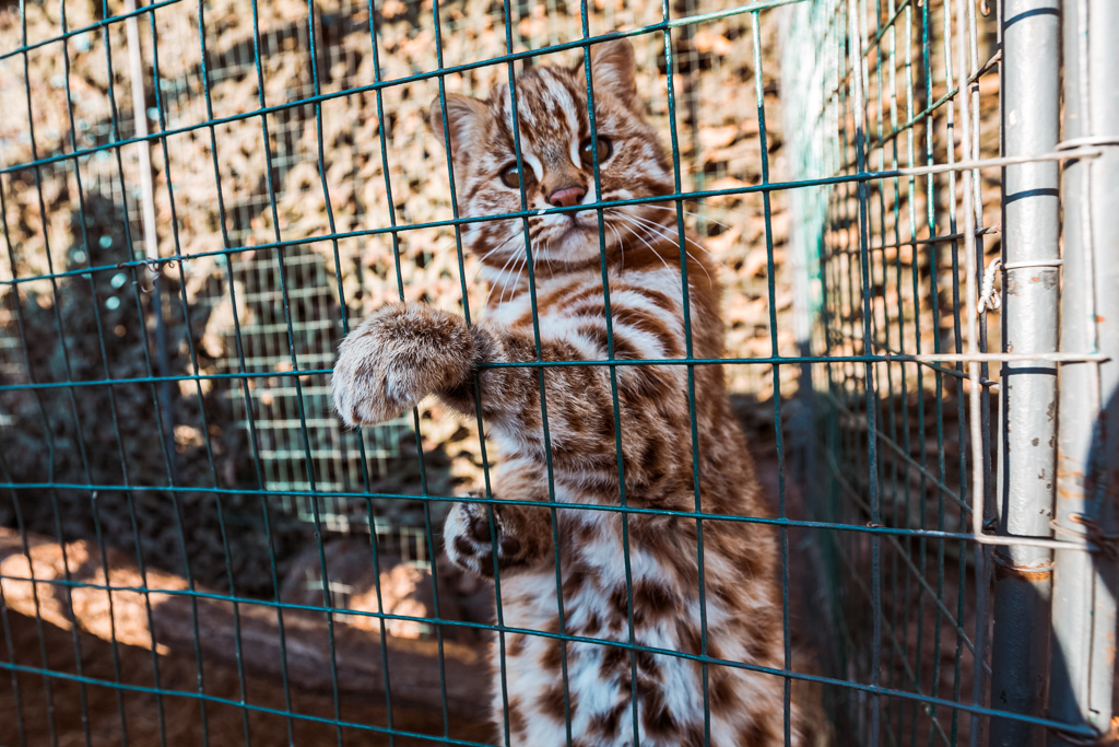 Дальневосточный лесной котенок