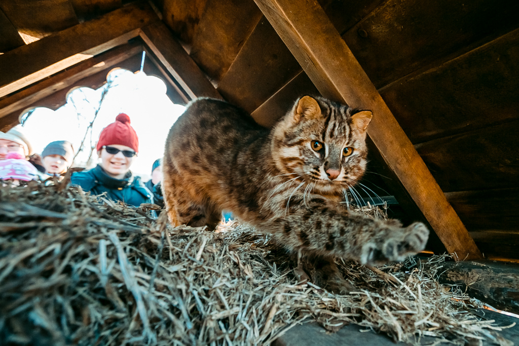 Дальневосточный лесной кот  Мария Бородина, РИА PrimaMedia