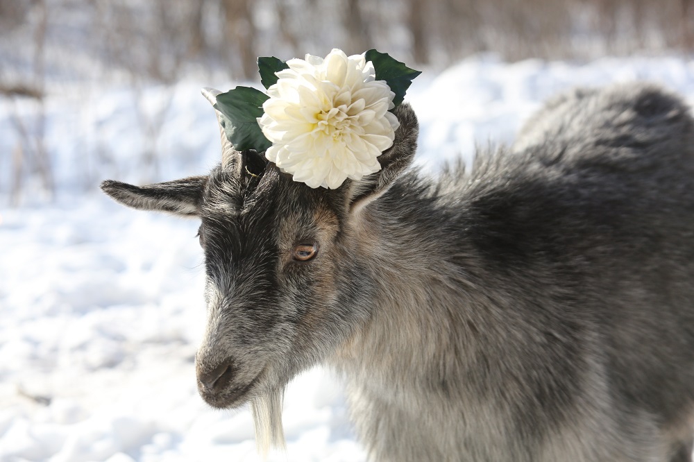 Манька Дмитрий Мезенцев