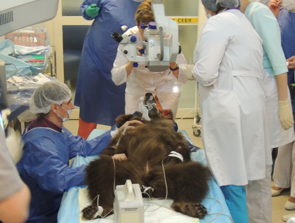 Операция медведице