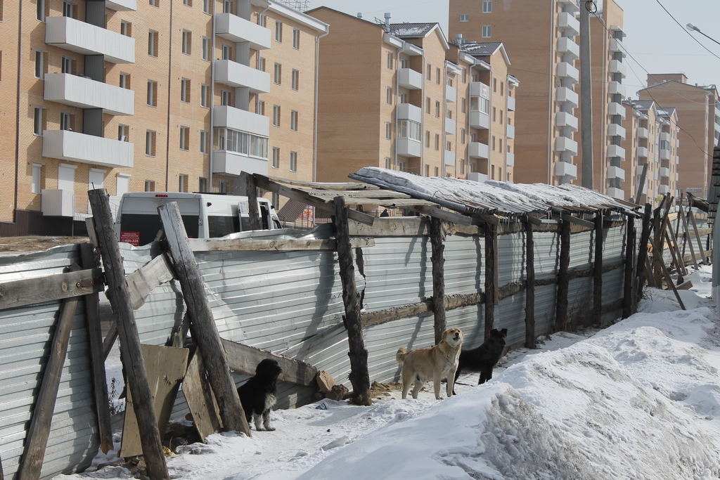 Бродячие собаки в 113-м квартале