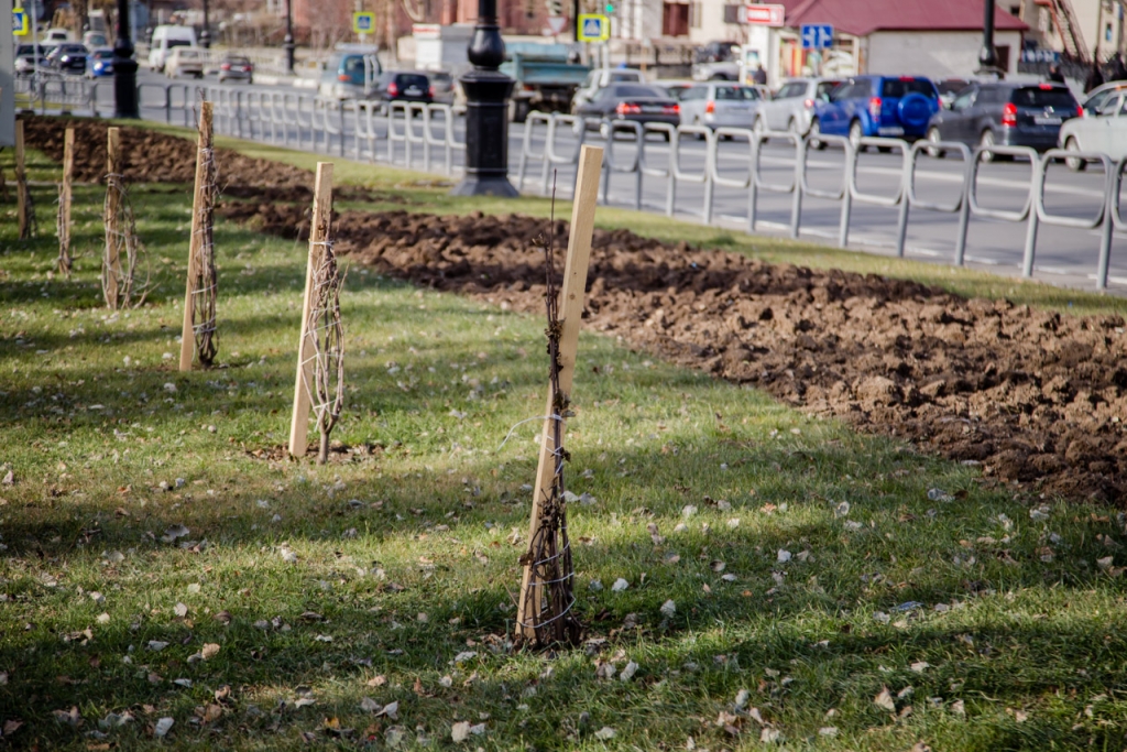 Озеленение проспекта Победы