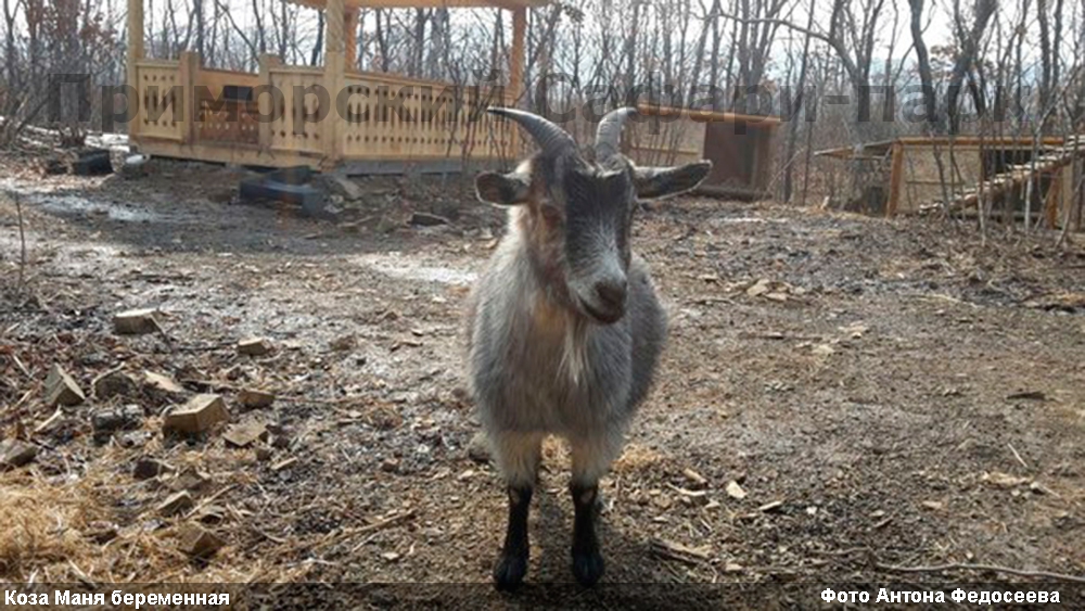 Коза Маня беременна