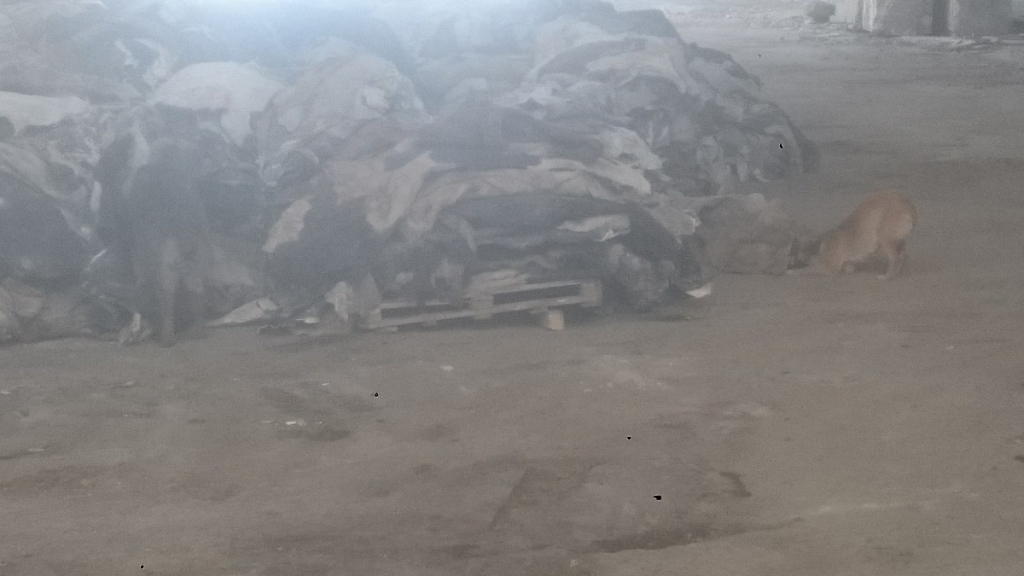 Собака возле шкур