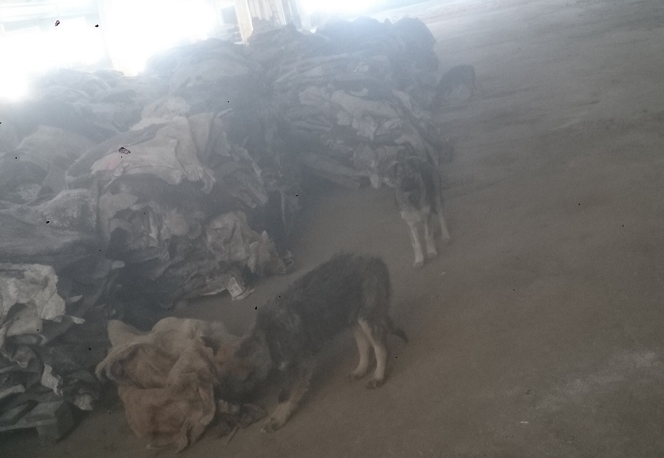 Так хранились на складе фирмы "Висын" изъятые шкуры ООО "Гэкам"