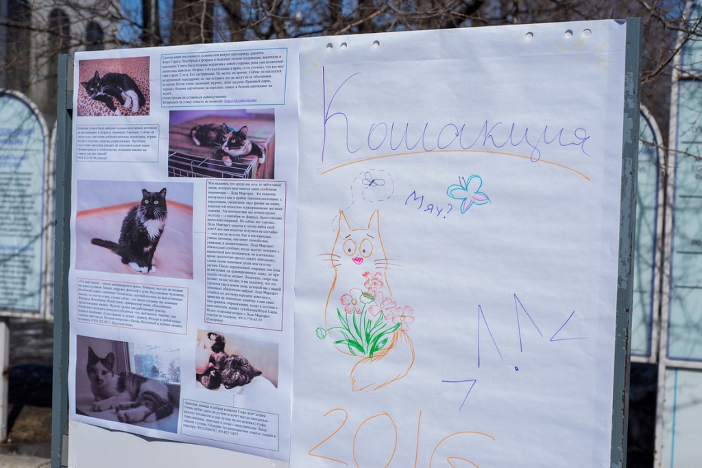 Информационные стенды "КОШАКции"