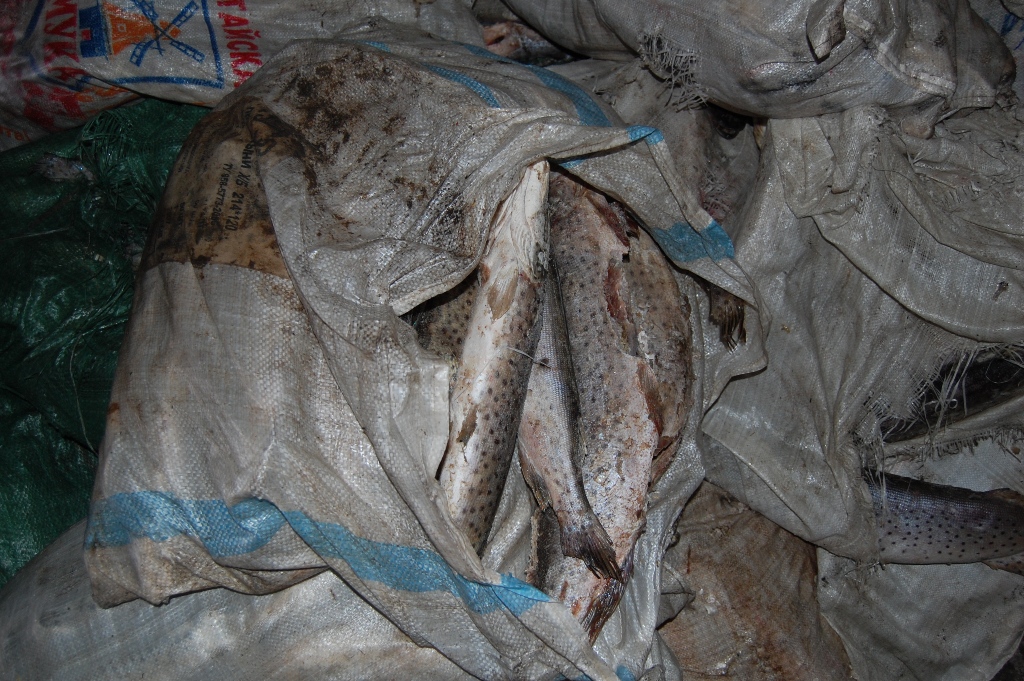 "Рыбные дни" не раз устраивали нарушители таможенникам ЕАО в 2016 году Биробиджанская таможня