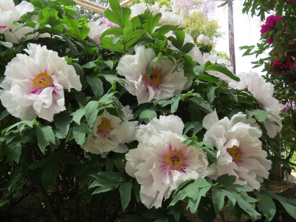 Аллея императорских цветов скоро зацветет в Хабаровске