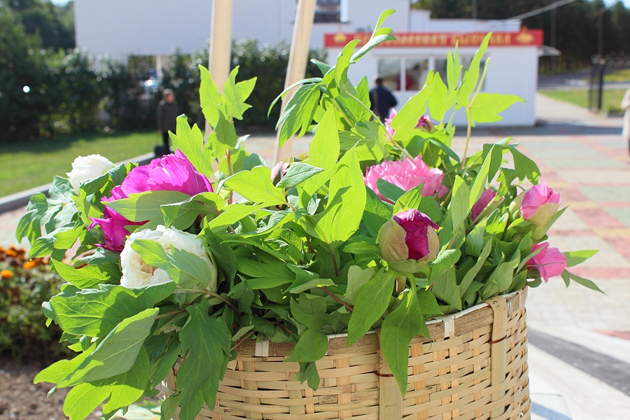 Аллея императорских цветов скоро зацветет в Хабаровске