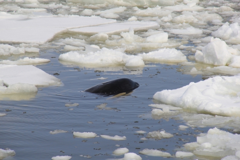 Минимум на две трети косатка должна быть погружена в воду