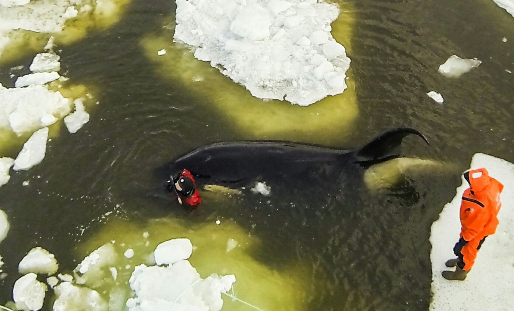 Операция была успешно завершена — Вилли вышел в открытое море
