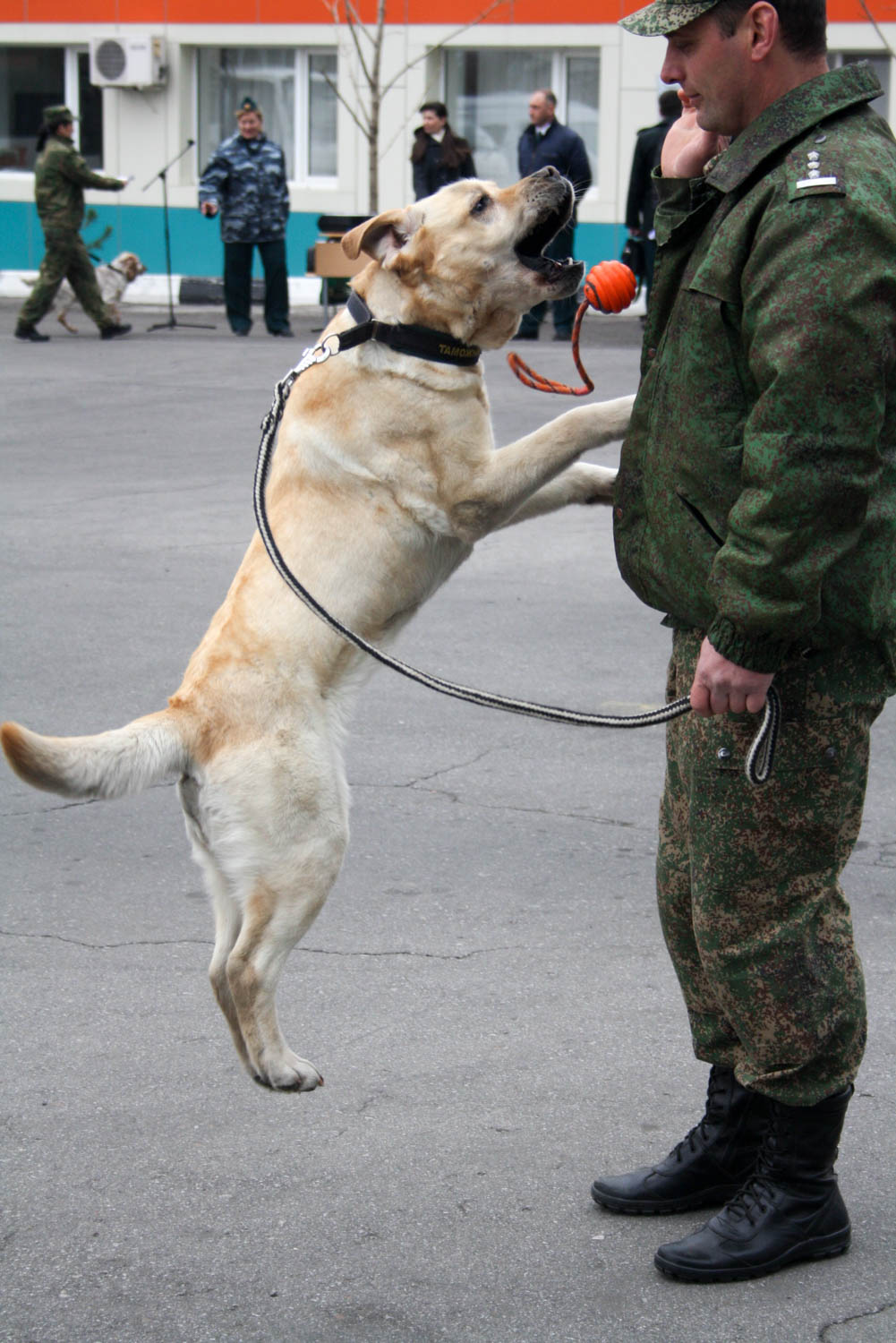 Служебные собаки нашли кокаин на территории автошколы Хабаровска