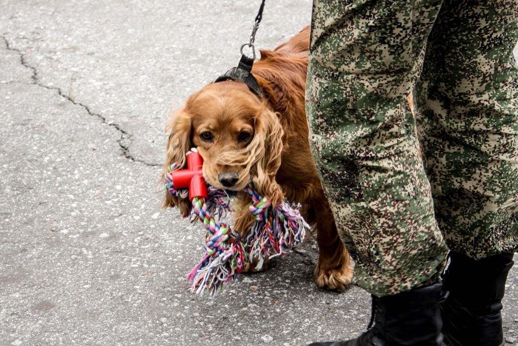 Служебные собаки нашли кокаин на территории автошколы Хабаровска