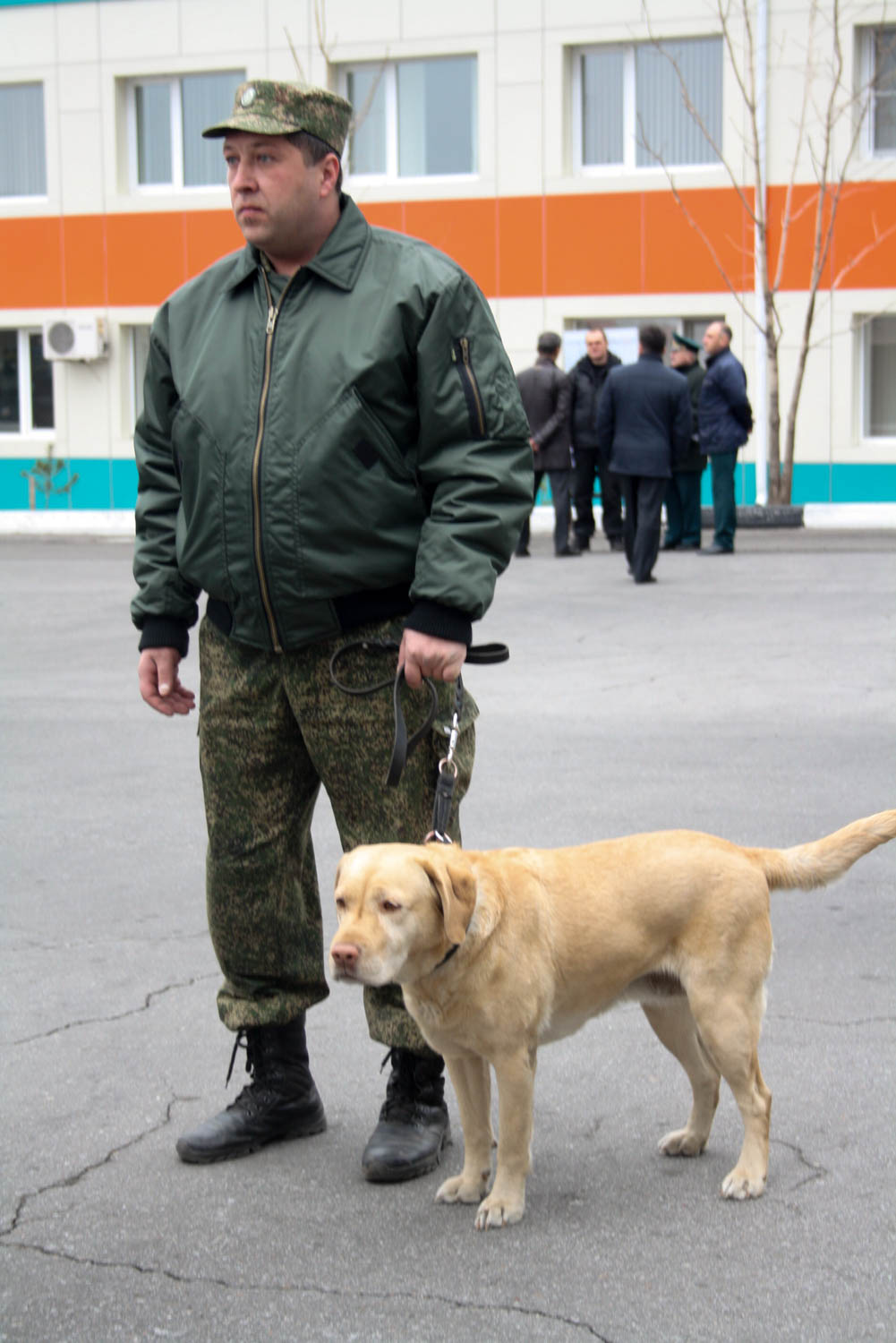 Служебные собаки нашли кокаин на территории автошколы Хабаровска