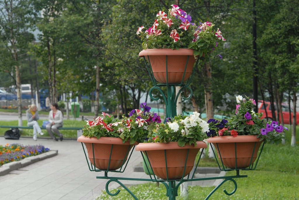 Флористический конкурс "Северное соцветие" впервые проведут в Магадане пресс-служба мэрии города Магадана