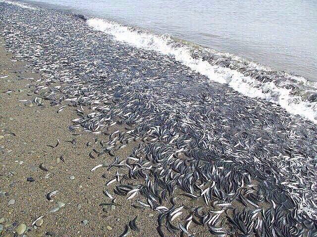 Приливом мойву подгоняет к берегу Взято со страницы Олега Саитова в Facebook