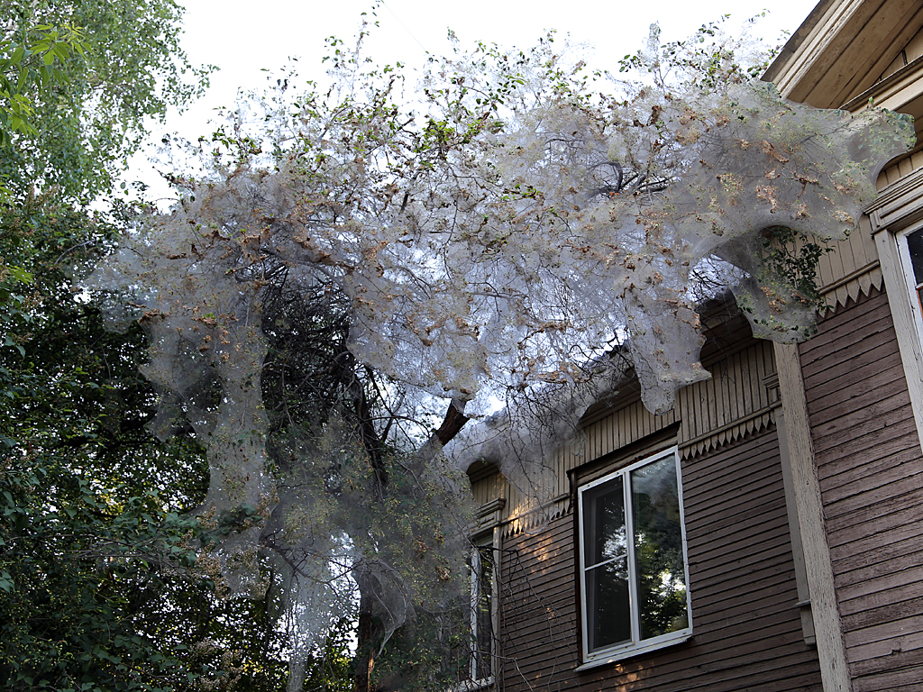 Горностаевая моль Мария Оленникова, ИА IrkutskMedia