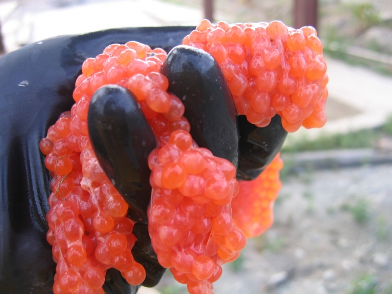 Икра Балашов Антон, PrimaMedia