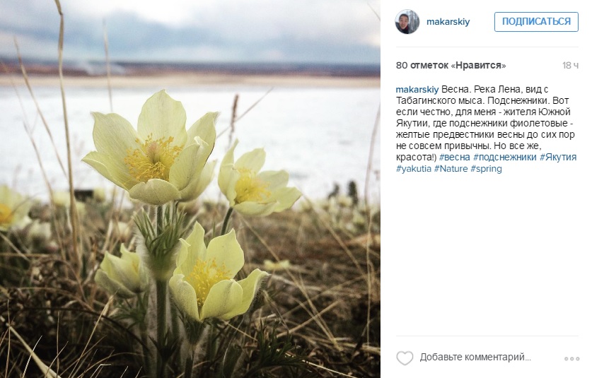 Сезон цветения подснежников начался в Якутии
