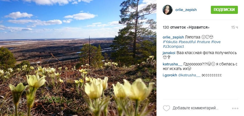 Сезон цветения подснежников начался в Якутии