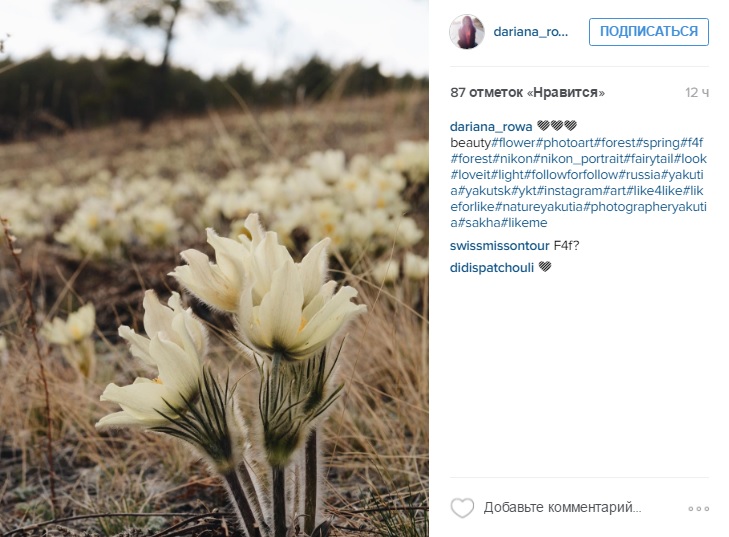 Сезон цветения подснежников начался в Якутии