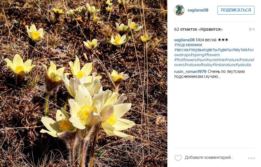Сезон цветения подснежников начался в Якутии