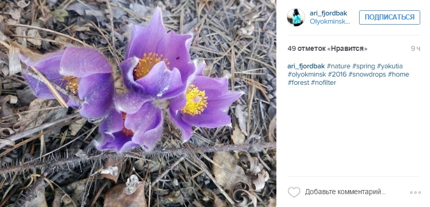 Сезон цветения подснежников начался в Якутии