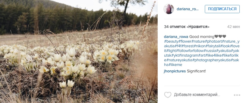 Сезон цветения подснежников начался в Якутии